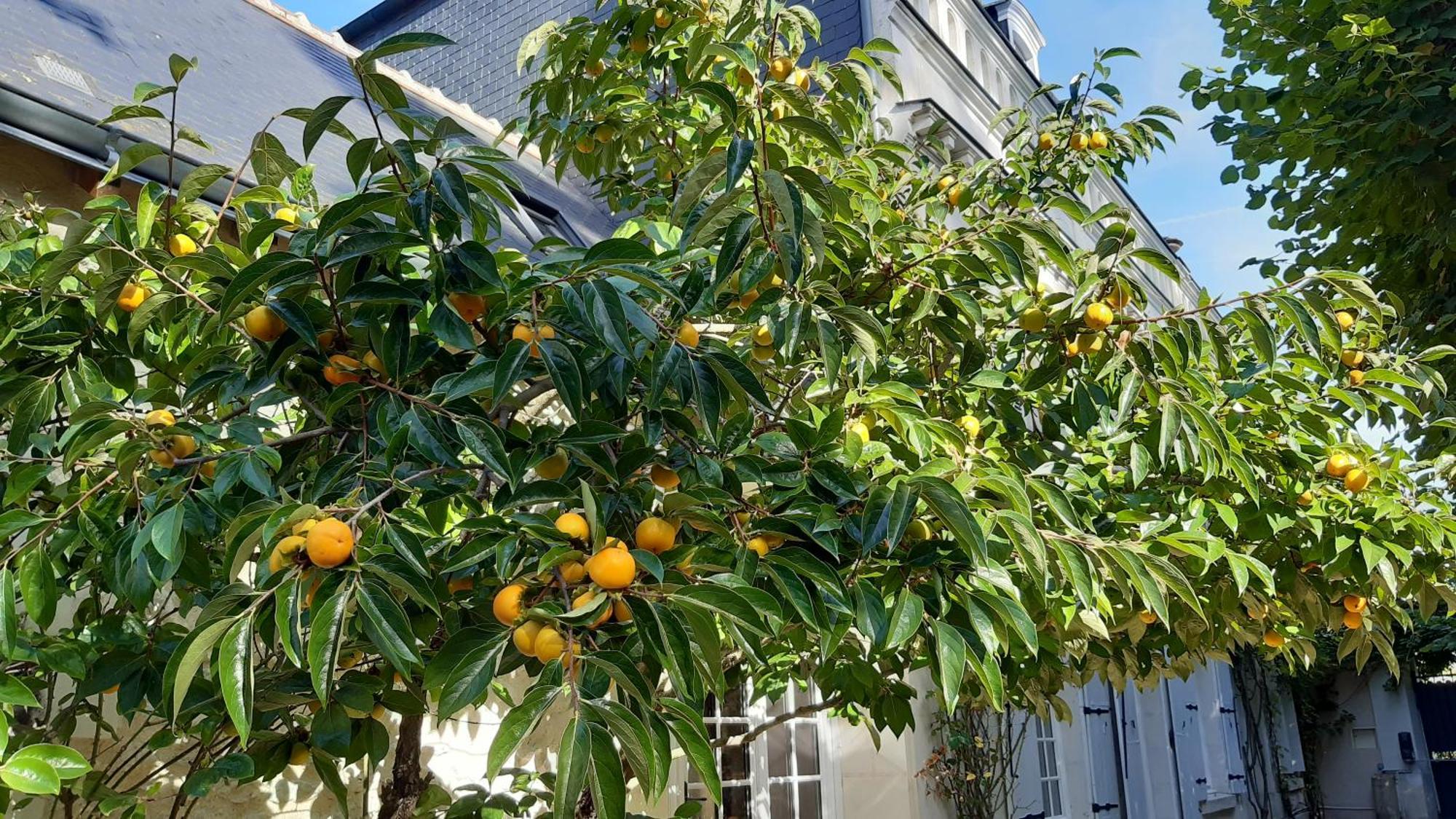 La Héraudière Bed&Breakfast Tours Exterior foto